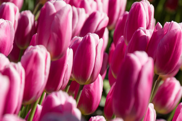 美しく咲くカラフルなチューリップ