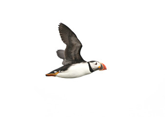 Atlantic Puffin in flight, white background isolated.  The clown faced bird. Newfoundland, Canada.  Slight motion blur.