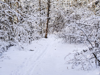 snowy winter forest