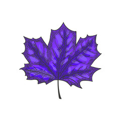 Naklejka premium Hand Drawn Maple Leaf Vintage Engrave Sketch. Vector