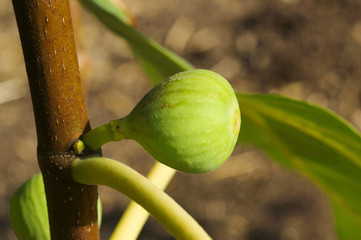 Raw Fig on the branch of a fig tree