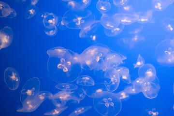 Fototapeta na wymiar moon jellyfish swarm