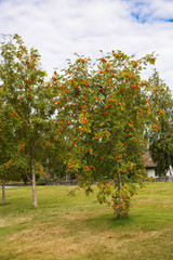 Fruit garden