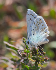 Silbergrüner Bläuling sitzt auf grünem Zweig
