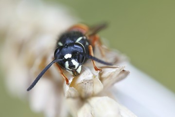 Red wasp, Vespula rufa