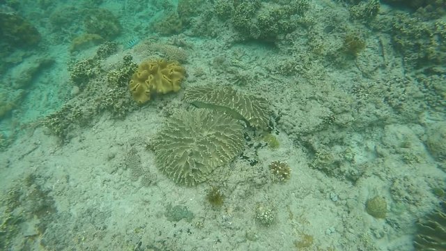 A Banded sea snake (Laticauda colubrina) hunts for small fish on a rubble and coral habitat in the Islands. This snake is highly venomous.