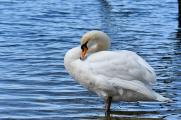 コブハクチョウ