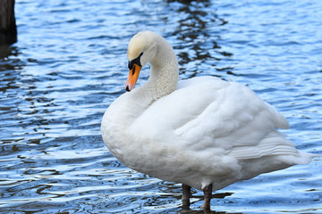 コブハクチョウ