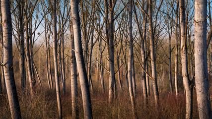 Willow trees in the morning sun without greenery