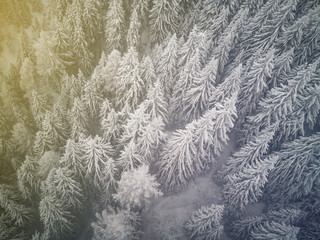 aerial shot during a snow storm of a beautiful forest of evergreen trees. White forest shoot from drone. Farytale