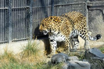 The leopard