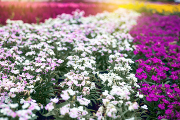 Obraz premium Close up Natural flowers background. Amazing view of colorful flowering in the garden and green grass landscape Overhead view with copy space and template floral background.