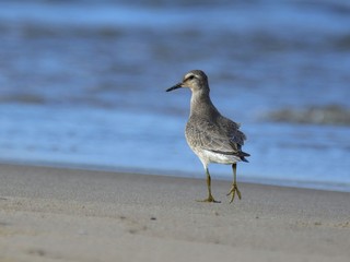 The red knot (Calidris canutus) on a sandy beach