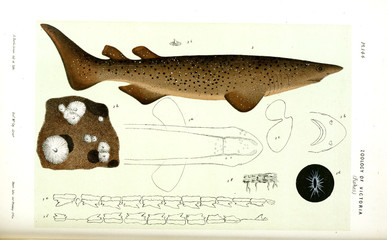 Naklejka premium Illustration of the animal.