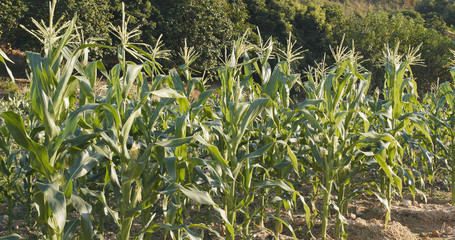 Cornfield under sunlight