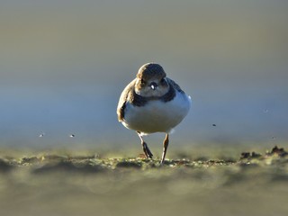 The little ringed plover (Charadrius dubius) feeding on at dawn