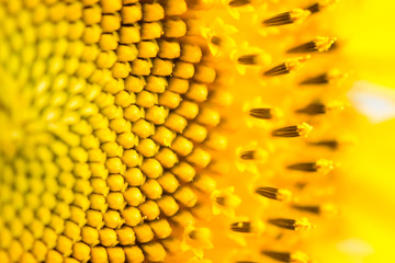 close up of sunflower texture. Organic and natural flower background. Sunflowers field background.