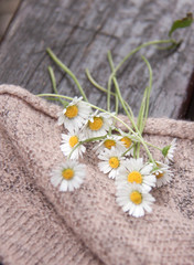 Gänseblümchen