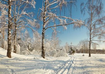Fototapeta premium ski in the winter in the forest on a clear day.