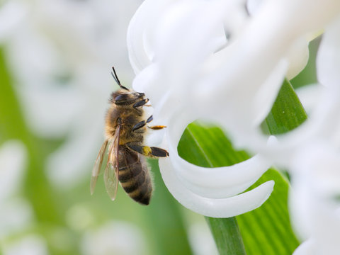 Biene krabbelt in eine Bl&uuml;te, um Nektar zu saugen