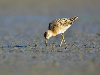 The ruff (Calidris pugnax) feeding on mud at dawn