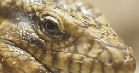 Collared Lizard close up