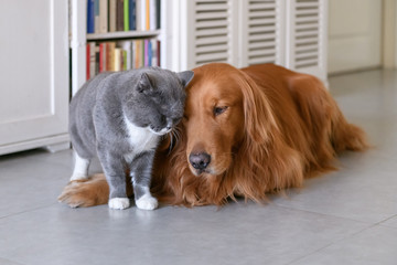 Golden Retriever and Cat