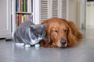 Golden Retriever and Cat