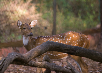 A spotted deer © Abhishek