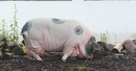 Pig in farm