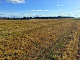 Obraz premium harvested field after grain crops