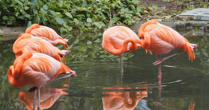 Pink Flamingo in pond