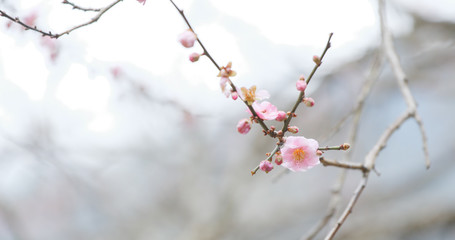Pink Plum flower on tree