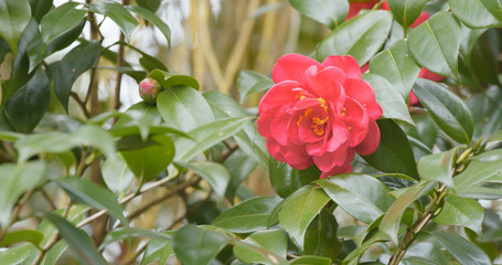 Camellia in red
