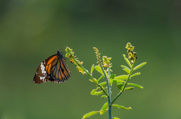 Butterfly and Flowers