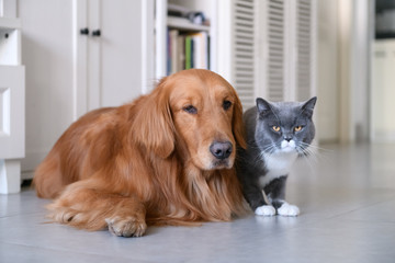 Golden Retriever and Cat