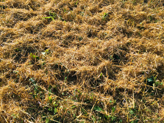 harvested field after grain crops