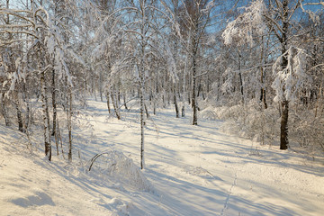 snow forest in clear weather. trees bent under the weight of snow.
