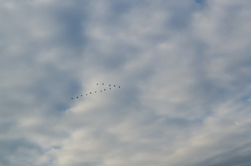 Birds flying over a heavenly blue sky.