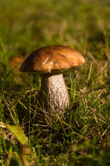 Mushroom