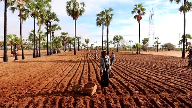 Burmese Women Planting Peanuts (1 of 5)