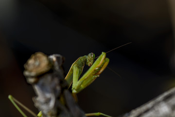 praying mantis on a branch