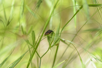 red bug in the grass