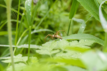 spider on a leaves