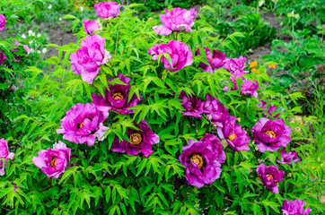 Tree peony blossoming in garden