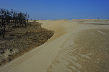 Dry desert landscape of trees