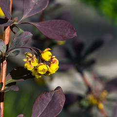 Berberis thunbergii, Japanese Barberry, flower clusters, buds and red leaves macro, selective...