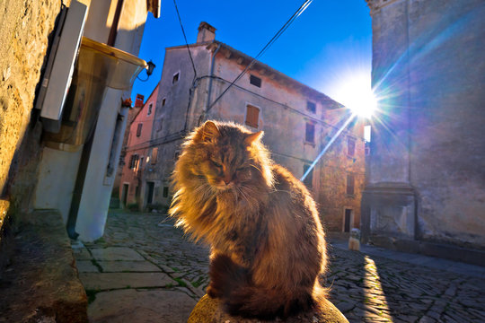 Cat On Sun Rays On Street Of Groznjan Village