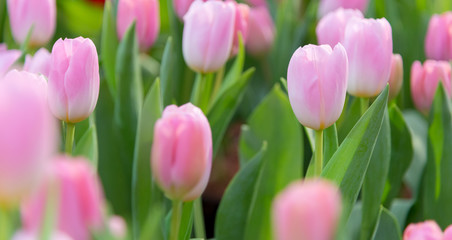 Obraz na płótnie Canvas Tulip Flower