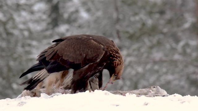 Golden eagle rips pieces of meat from icy carcass of a deer in snowfall